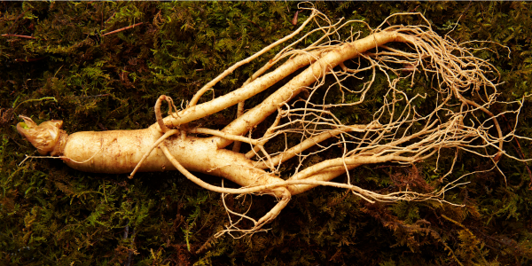 Unveiling the Seven Hidden Benefits of Ginseng in Traditional Chinese Medicine